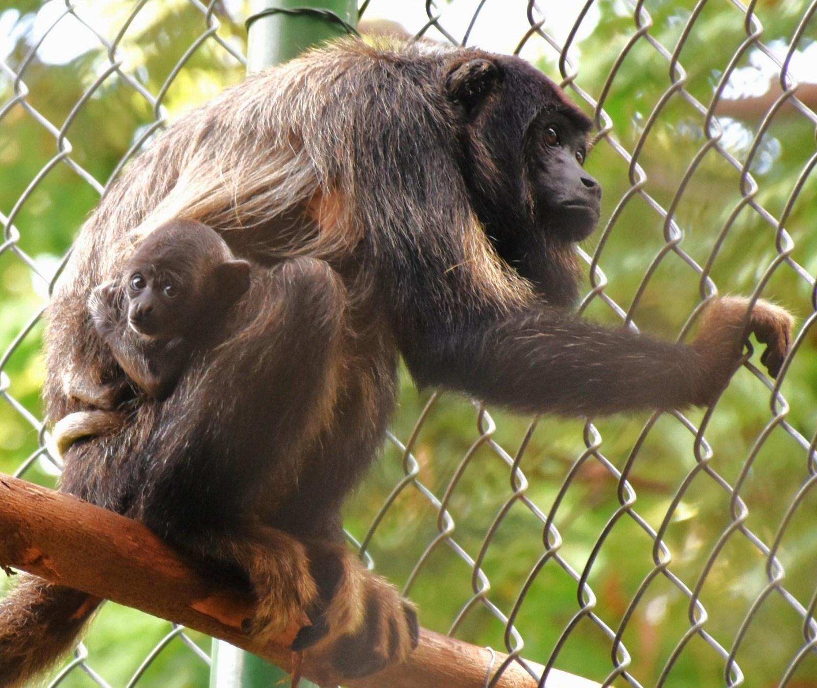 Macaco guariba-da-caatinga com filhote nas costas em galho de árvore no Parque Zoobotânico de Fortaleza. Ao fundo, observa-se uma tela de arame e vegetação verde.