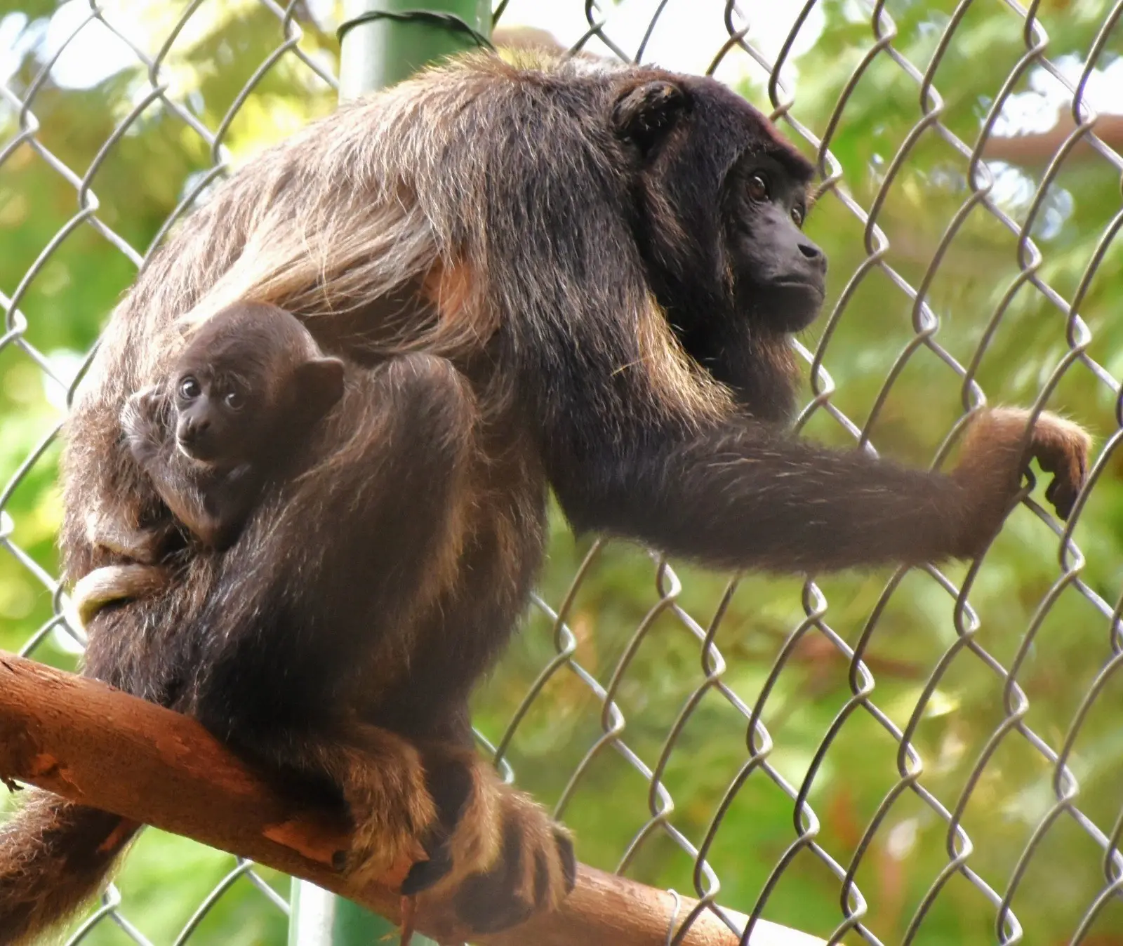 Macaco guariba-da-caatinga com filhote nas costas em galho de árvore no Parque Zoobotânico de Fortaleza. Ao fundo, observa-se uma tela de arame e vegetação verde.
