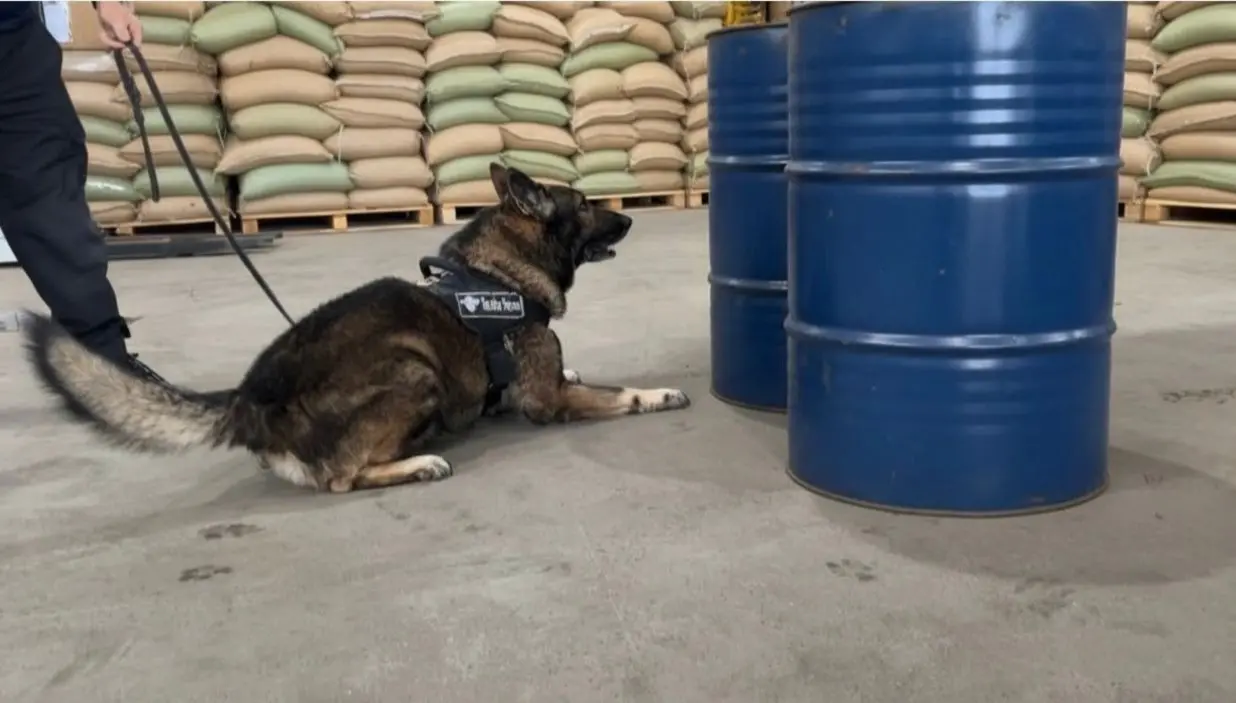 A imagem mostra um cão farejador da Receita Federal, deitado, em frente a dois tonéis azuis.