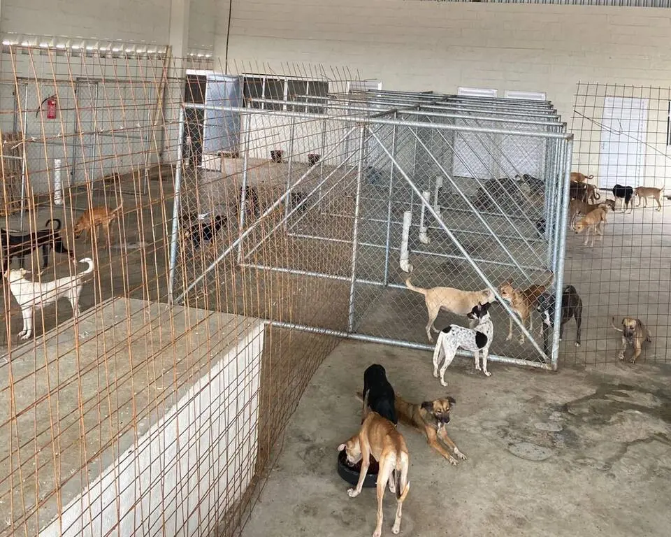 Imagem aérea de um canil com vários cães.