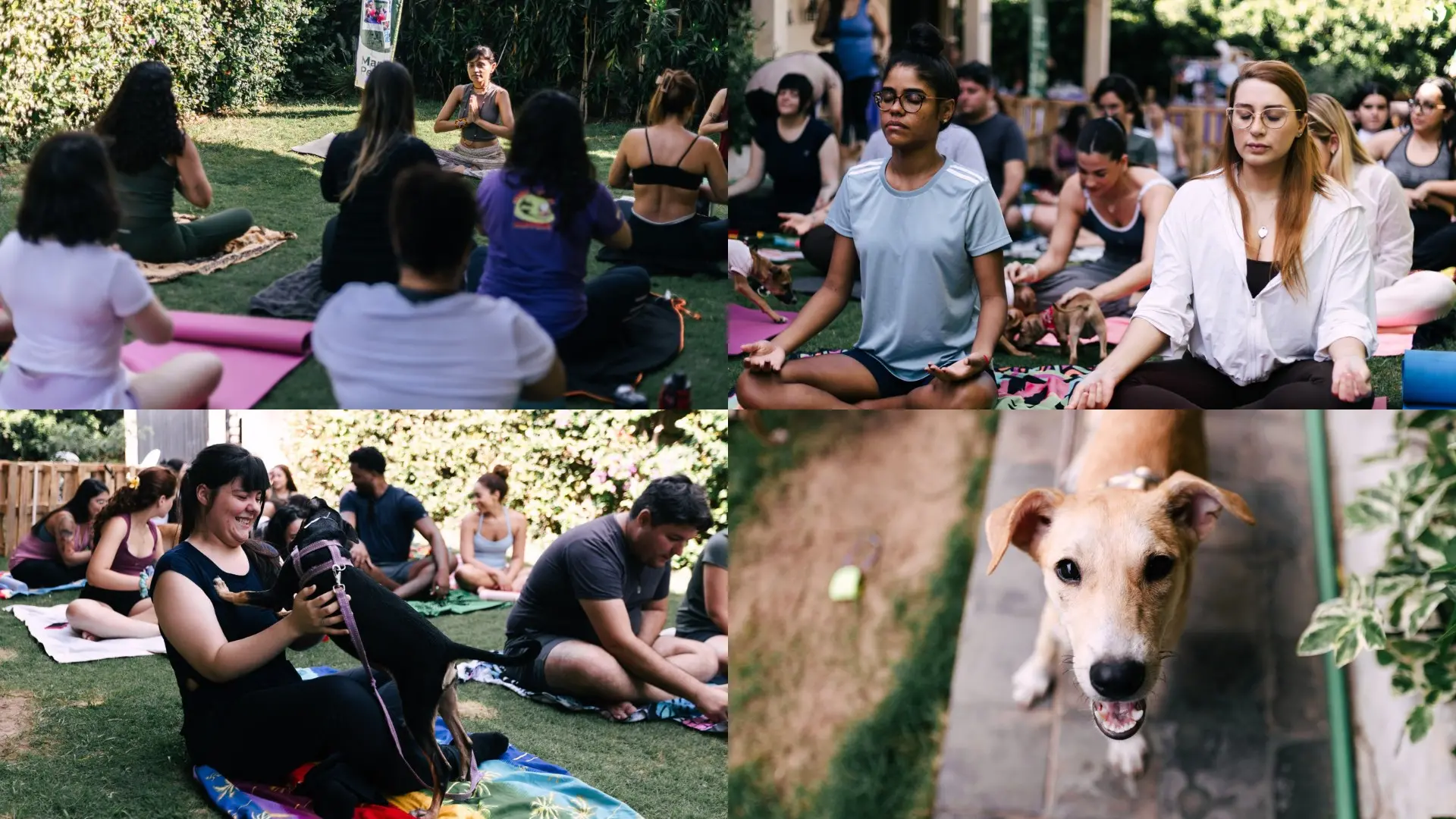 Colagem de quatro fotos mostra pessoas praticando yoga ao ar livre em um gramado, acompanhadas por cachorros e filhotes. O clima é de descontração e bem-estar, com close em um cão sorridente.