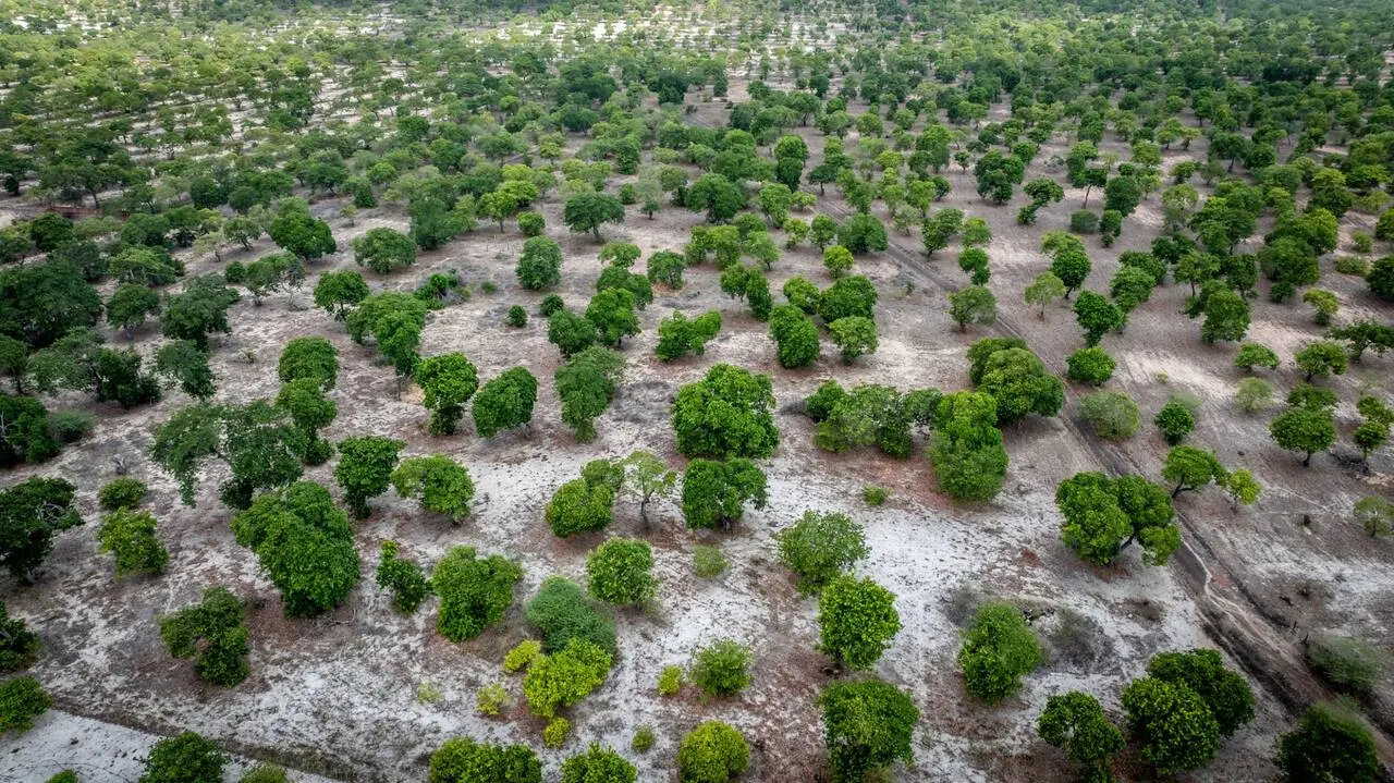 Vista aérea de plantação de cajueiros no semiárido cearense, com árvores espaçadas sobre solo claro e seco, formando padrão irregular em ampla área rural.