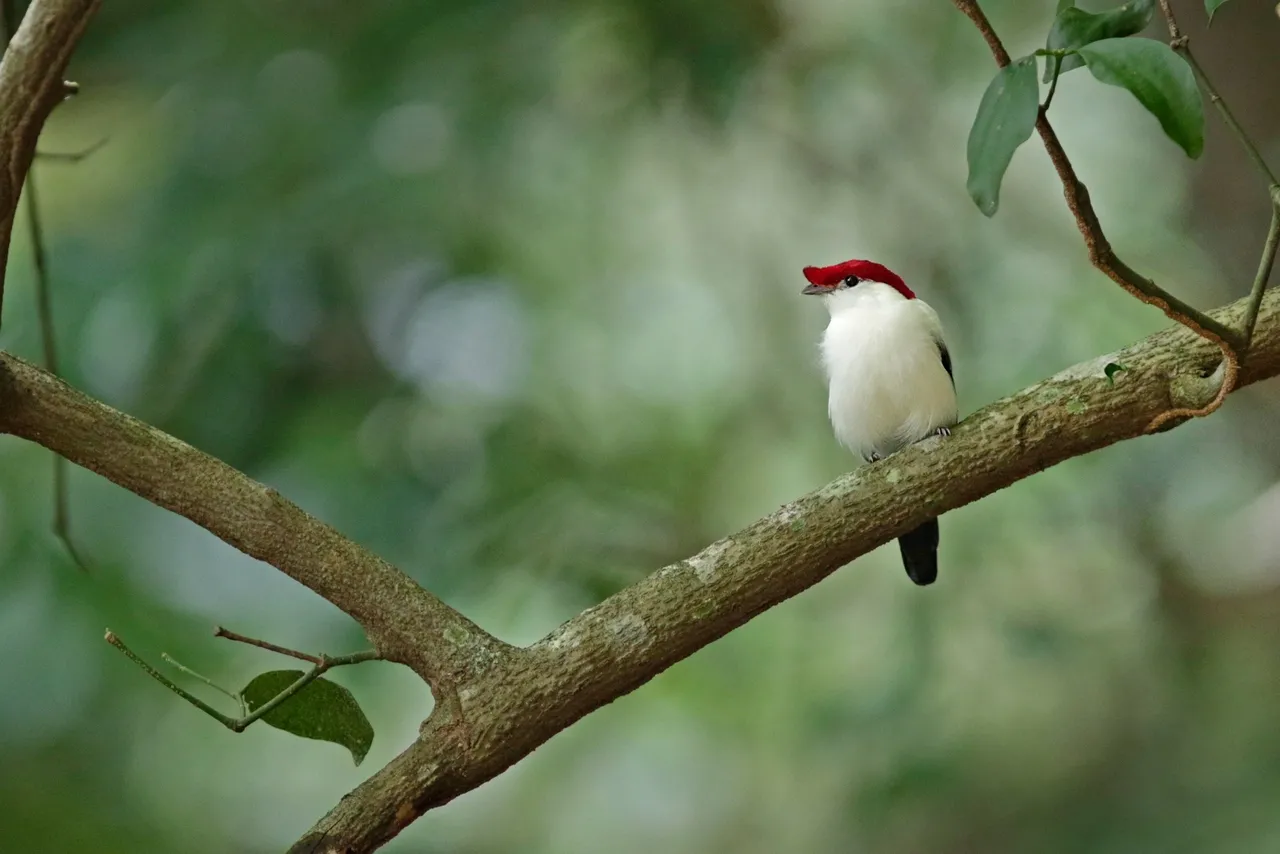 Ave é símbolo da biodiversidade do Estado.