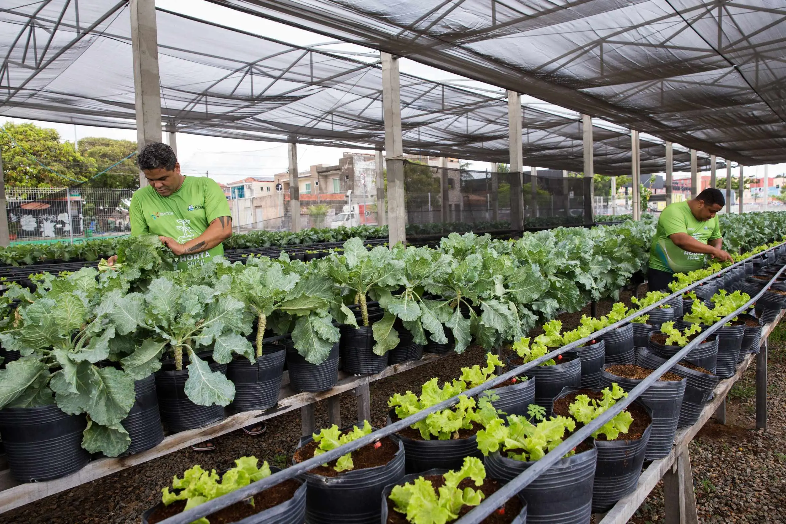 Em um plano detalhado e próximo, um bico gotejador vermelho, conectado a um tubo de PVC cinza, libera jatos finos de água diretamente na terra escura de um vaso preto. Uma muda de alface de folhas verdes e onduladas cresce logo acima do ponto de irrigação, enquanto outros vasos semelhantes aparecem enfileirados ao fundo. A iluminação é natural, destacando a umidade no solo e a textura das folhas.