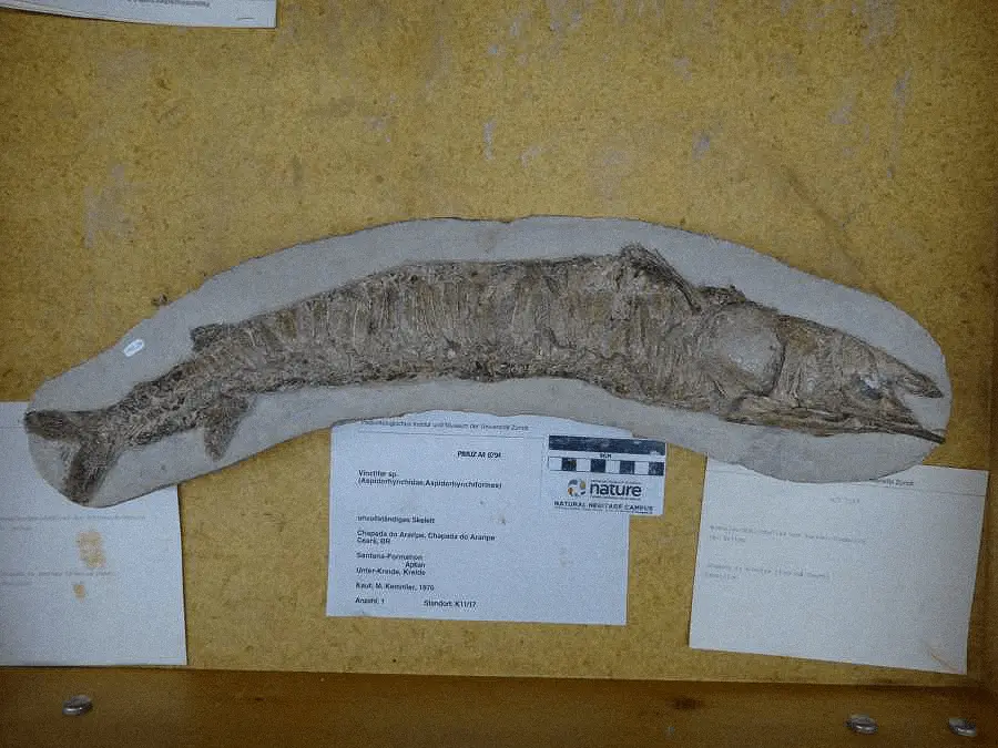 Foto de fósseis de peixes que estavam na Suíça e foram repatriados no Cariri.