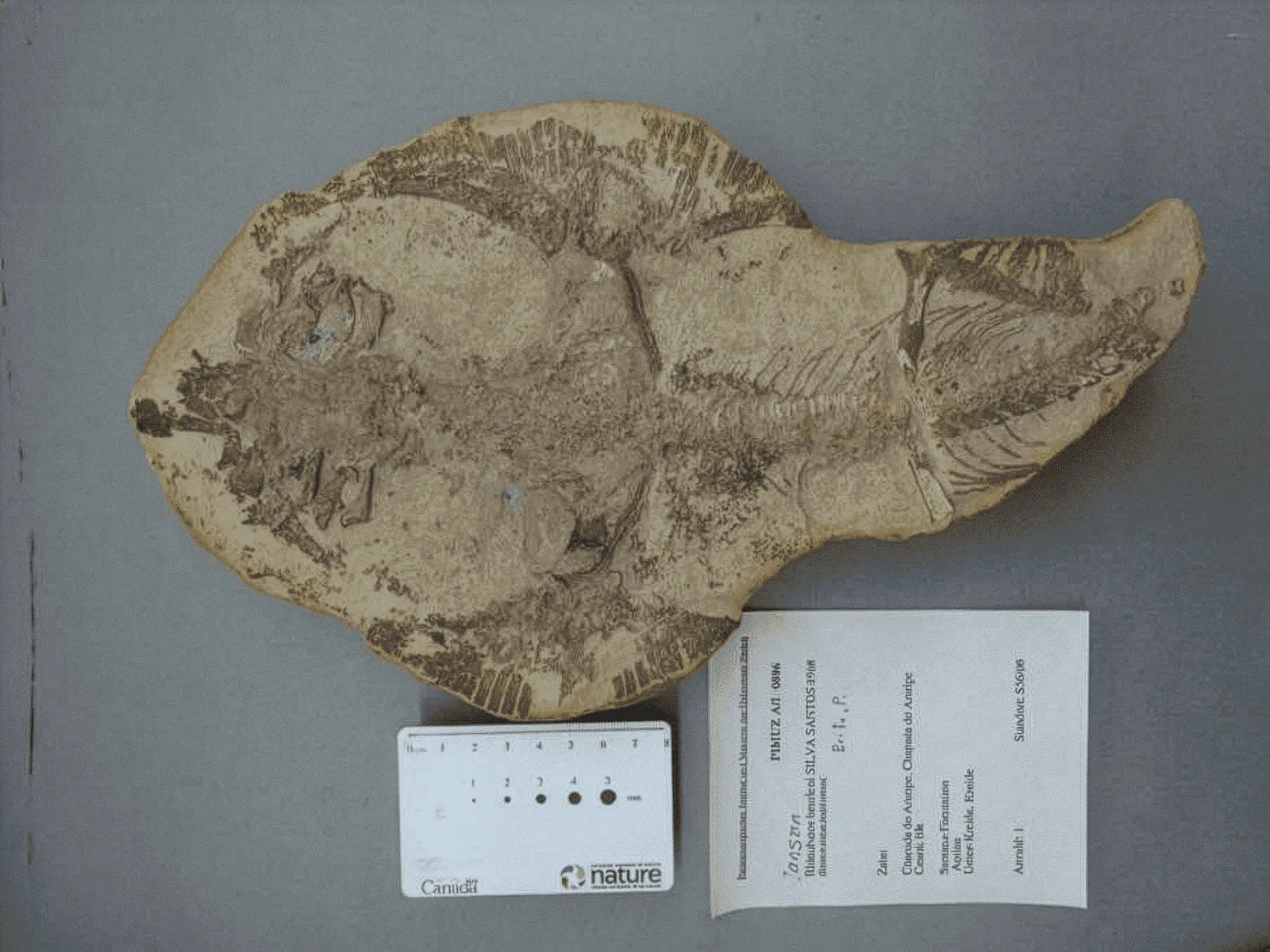 Fósseis irão para o Museu de Paleontologia Plácido Cidade Nuvens (MPPCN), em Santana do Cariri.