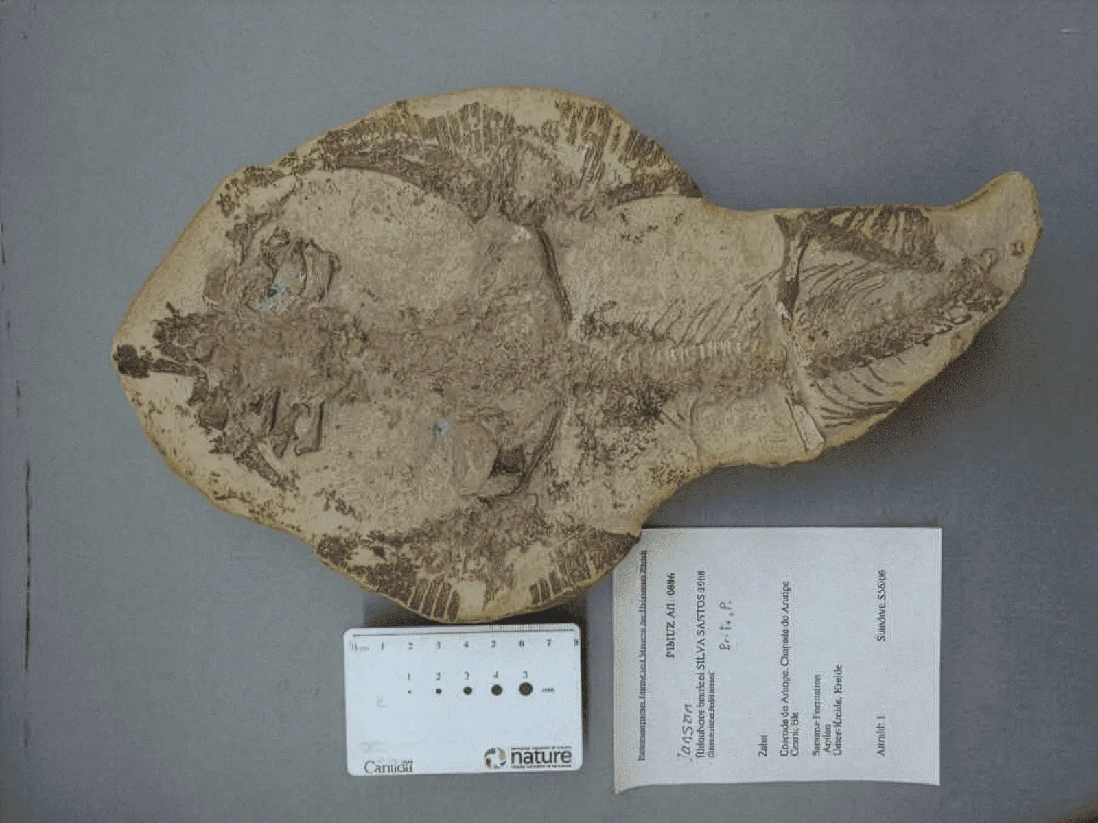 Foto de fósseis de peixes que estavam na Suíça e foram repatriados no Cariri.