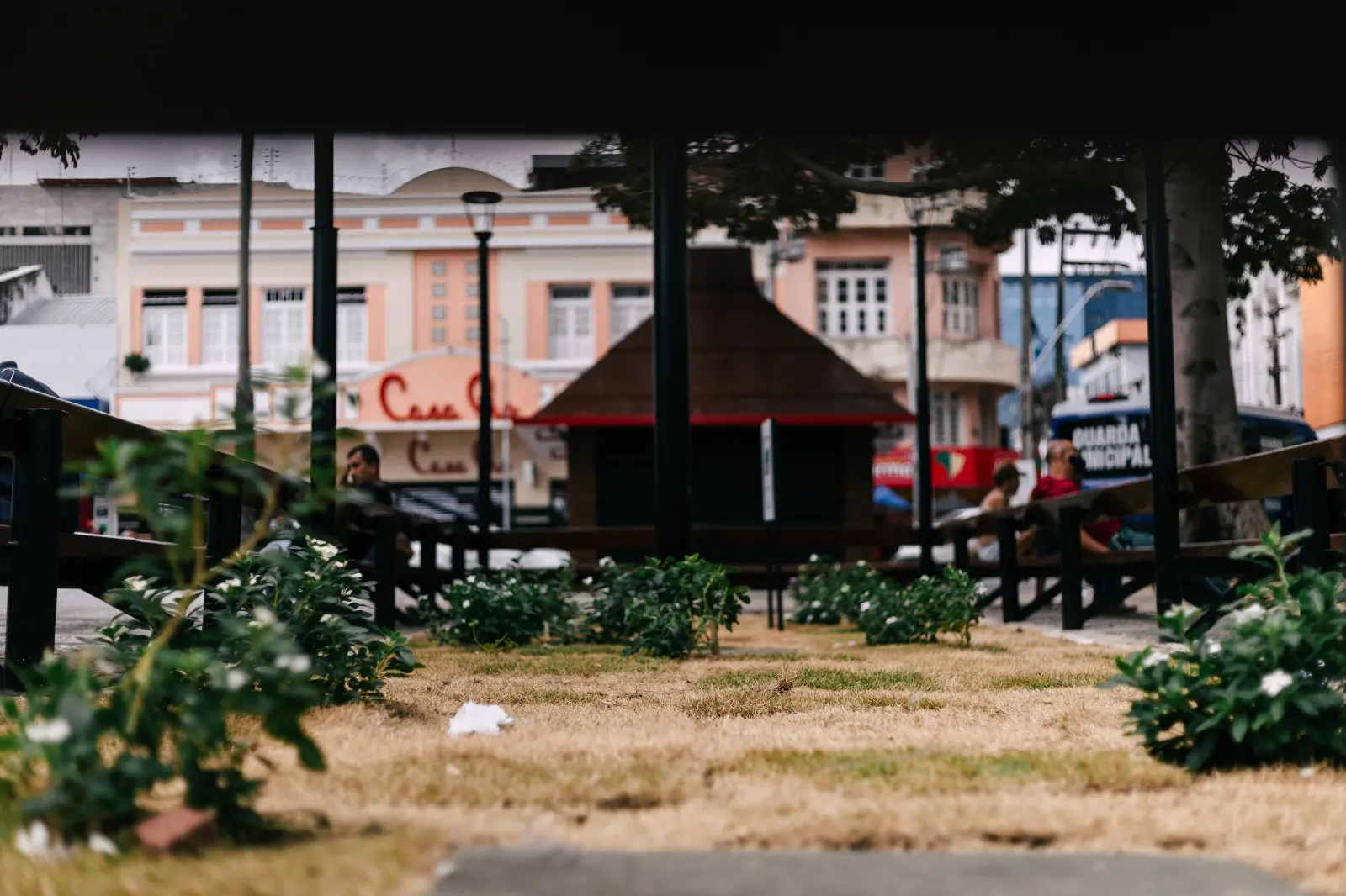 Uma imagem ao nível do solo destaca pequenos arbustos com flores brancas crescendo em canteiros de grama seca na Praça do Ferreira. Ao fundo, de forma levemente desfocada, aparecem pedestres sentados em bancos, um quiosque de madeira com telhado triangular e prédios históricos da região central. A composição utiliza um ângulo baixo que enfatiza a vegetação em primeiro plano sob luz diurna.