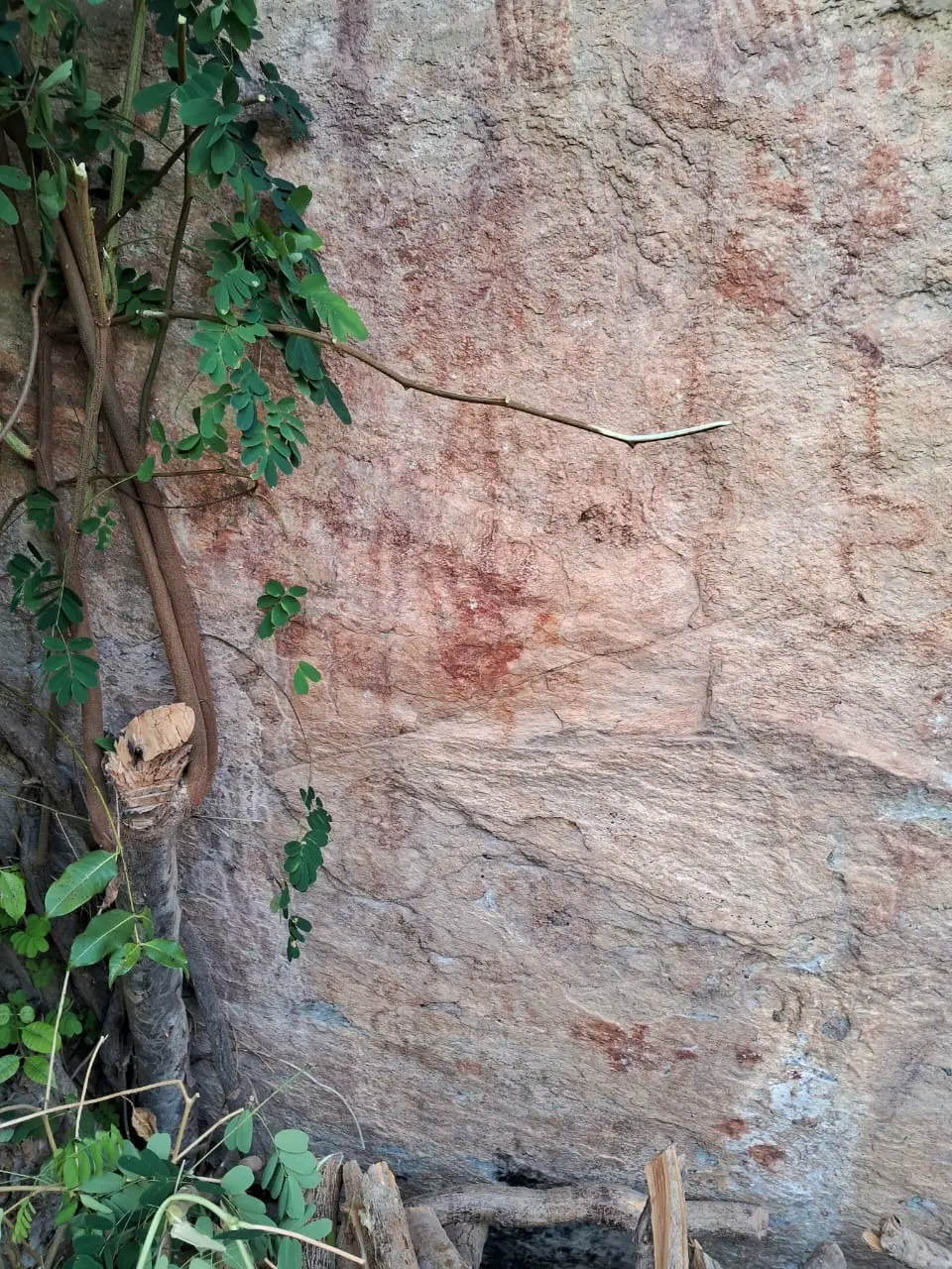Uma parede de rocha bege e rugosa apresenta diversas pinturas rupestres em pigmento avermelhado, parcialmente cobertas à esquerda por troncos e galhos de uma planta de folhas verdes. Os grafismos pré-coloniais distribuem-se de forma irregular pela superfície, variando entre manchas sólidas e padrões geométricos sutis. Na base da rocha, galhos secos cortados repousam sobre o chão, compondo um cenário que mistura natureza viva e marcas ancestrais.