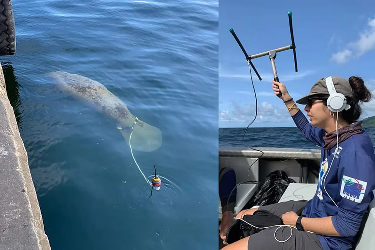 aquasis acompanhado a migraç~çao de Tico na ilha de Tobago, no Caribe.