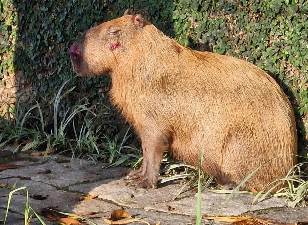 Capivara parada diante de muro com ferimentos pelo corpo.