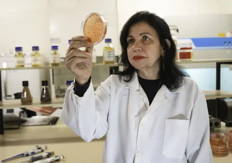 A cientista Mariangela Hungria, vestindo um jaleco branco, observa atentamente uma placa de Petri com amostras biológicas em um laboratório da Embrapa. O ambiente ao fundo é composto por prateleiras com frascos e equipamentos científicos, reforçando a atmosfera de pesquisa e inovação tecnológica.