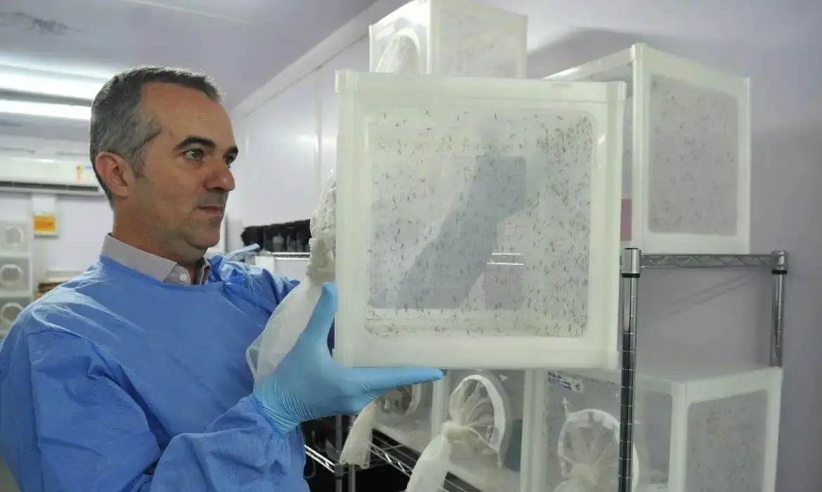 O pesquisador Luciano Moreira, vestindo avental azul e luvas, manipula uma gaiola de tela contendo mosquitos em um laboratório da Fiocruz. Ele observa atentamente os insetos dentro da estrutura cúbica branca, enquanto outras gaiolas similares estão organizadas em estantes metálicas ao fundo.