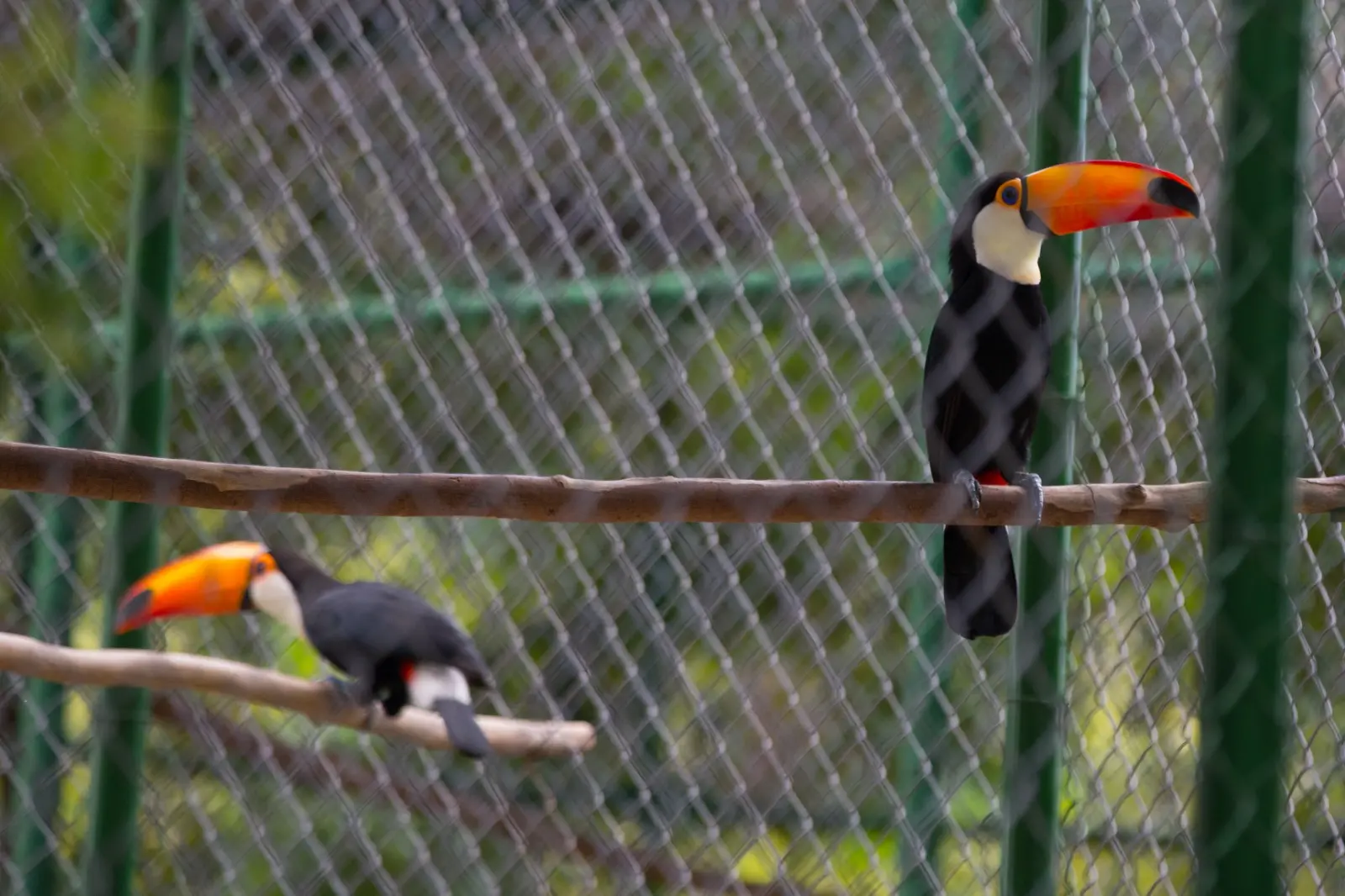 Dois tucanos-toco em um viveiro com tela de arame. Um deles está em destaque à direita, pousado em um galho, enquanto o outro aparece desfocado em um plano inferior à esquerda.