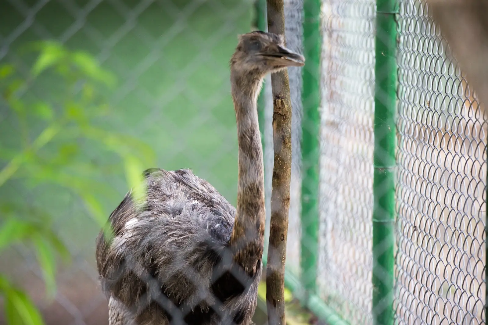 Uma ema de plumagem cinza em um recinto cercado por telas de arame. A ave aparece de perfil, com o pescoço alongado e o bico levemente aberto, próxima a um tronco fino de árvore.