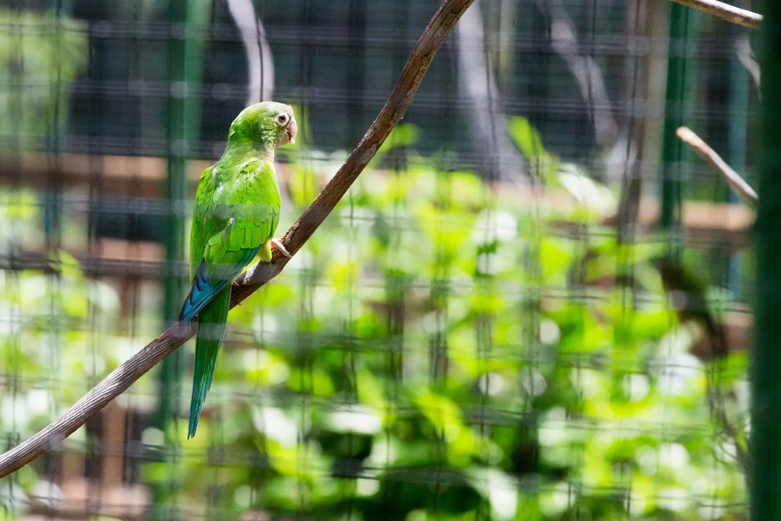 Periquito de plumagem verde brilhante e detalhes azulados na cauda, pousado em um galho seco. A ave está de costas em um viveiro telhado, com vegetação desfocada ao fundo.