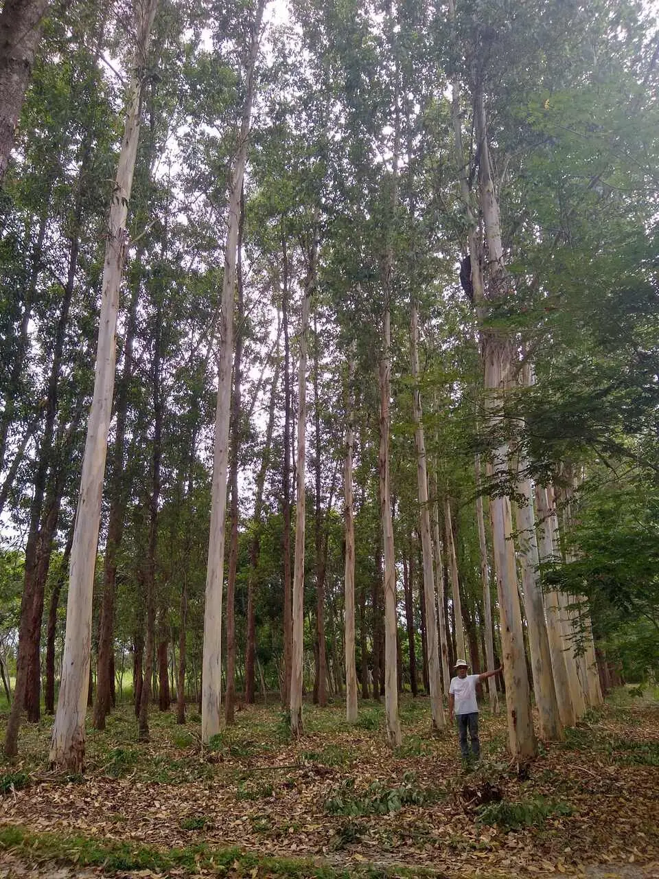 Teste clonal com eucalipto em Marco-CE.