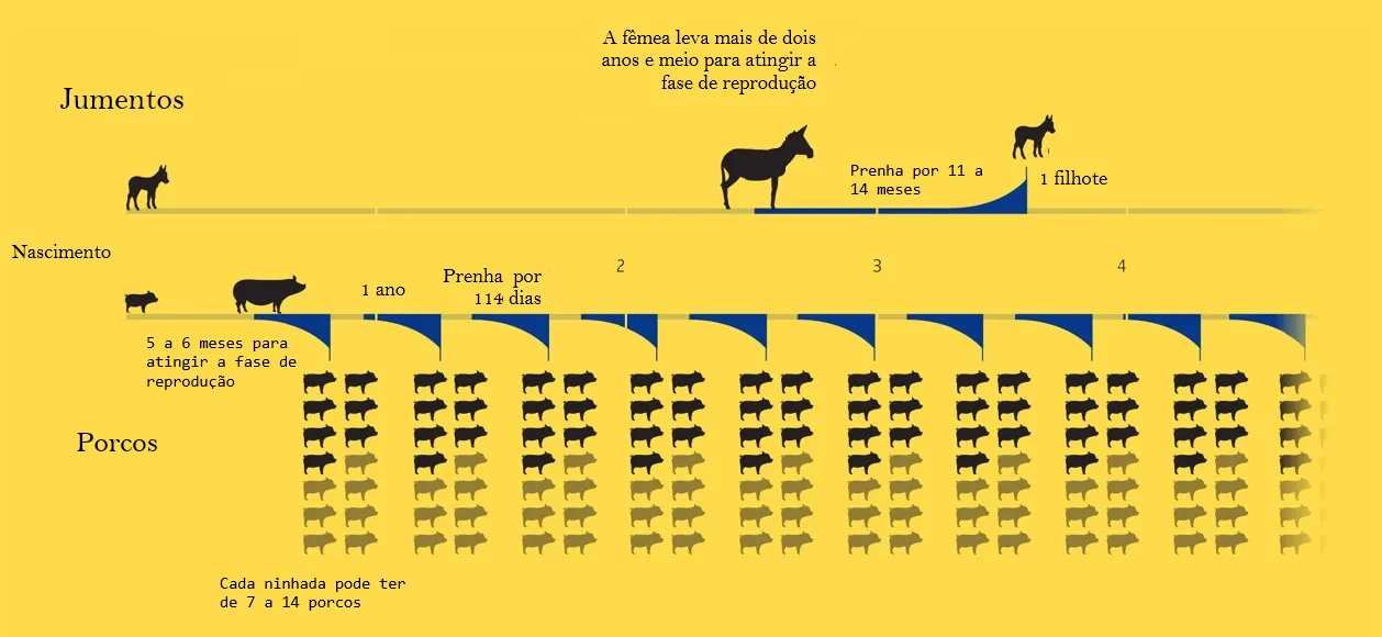 Reprodução do jumento em comparação com a do porco.