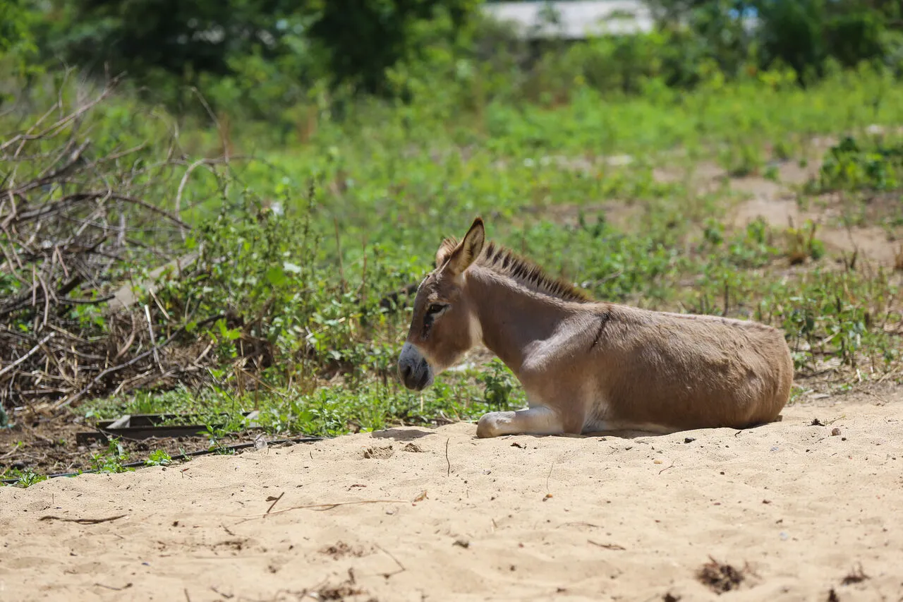 Muitos desses animais passaram a ser abandonados.