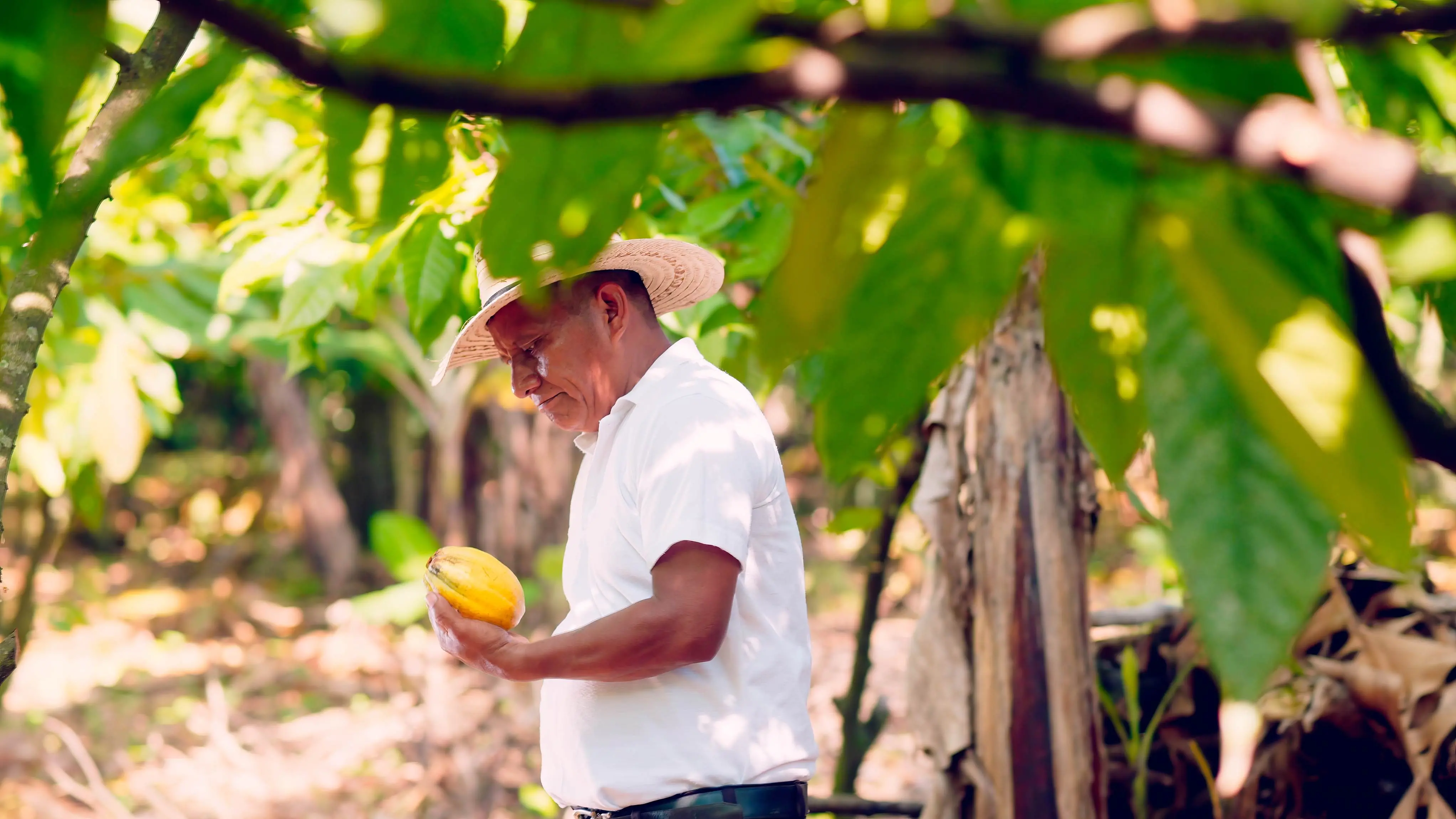 Fotografia de perfil de um homem de meia-idade ou idoso, com traços indígenas ou latinos, trabalhando em uma plantação. Ele veste uma camisa polo branca e um chapéu de palha de abas largas, e está com o olhar concentrado para baixo, segurando um fruto de cacau maduro e amarelo na mão esquerda. O homem está cercado por árvores de cacau, com folhas verdes exuberantes em primeiro plano e ao fundo, criando um efeito de moldura natural. A iluminação é suave e filtrada pelas árvores, destacando o ambiente agrícola.
