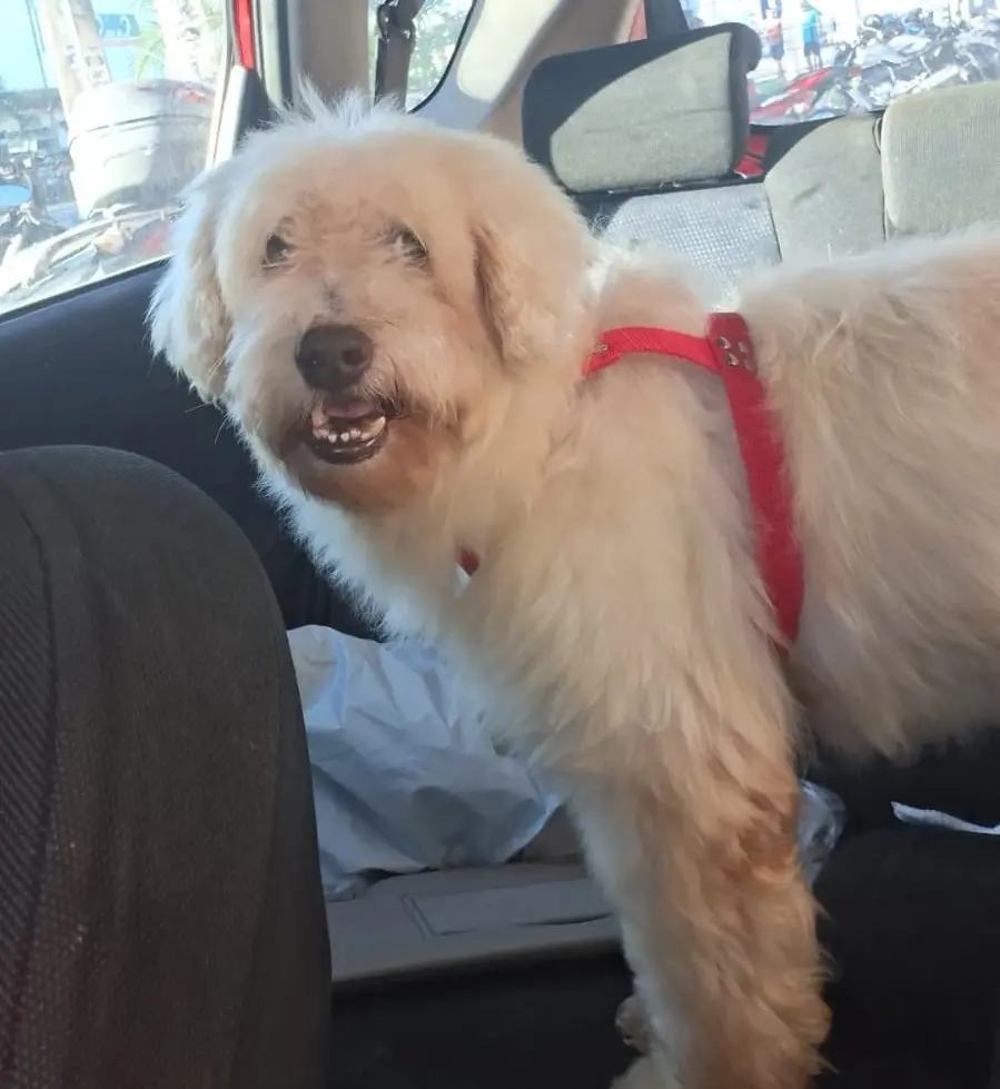 Cachorro de pelo claro usando coleira vermelha no banco do carro, sorrindo para a câmera, com interior do veículo ao fundo.