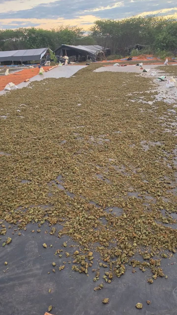 Imagem da notícia O que se sabe sobre a falha na preservação do local onde a Polícia encontrou plantação de maconha no CE