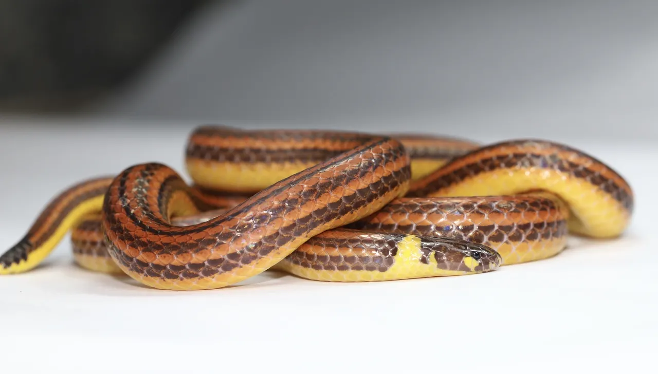 Mesmo inofensiva, espécie de serpente é ameaçada pelo abate humano indiscriminado.