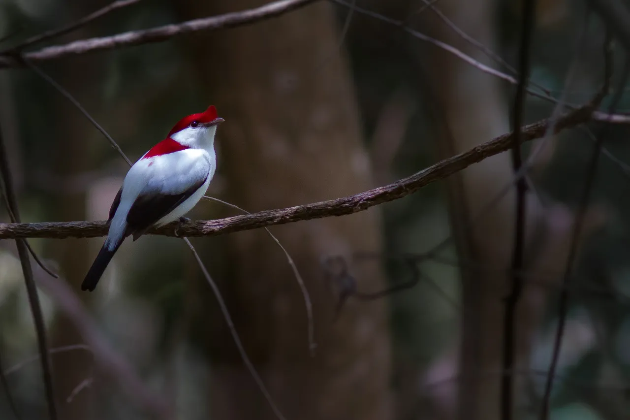 Espécie foi descoberta nas encostas da Chapada do Araripe em 1996.