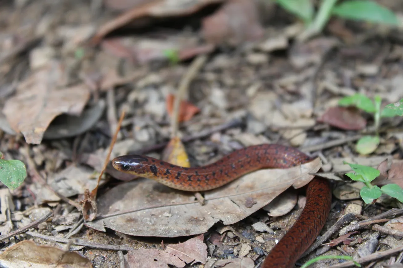 Serpente vive sob a serrapilheira de florestas úmidas cearenses.