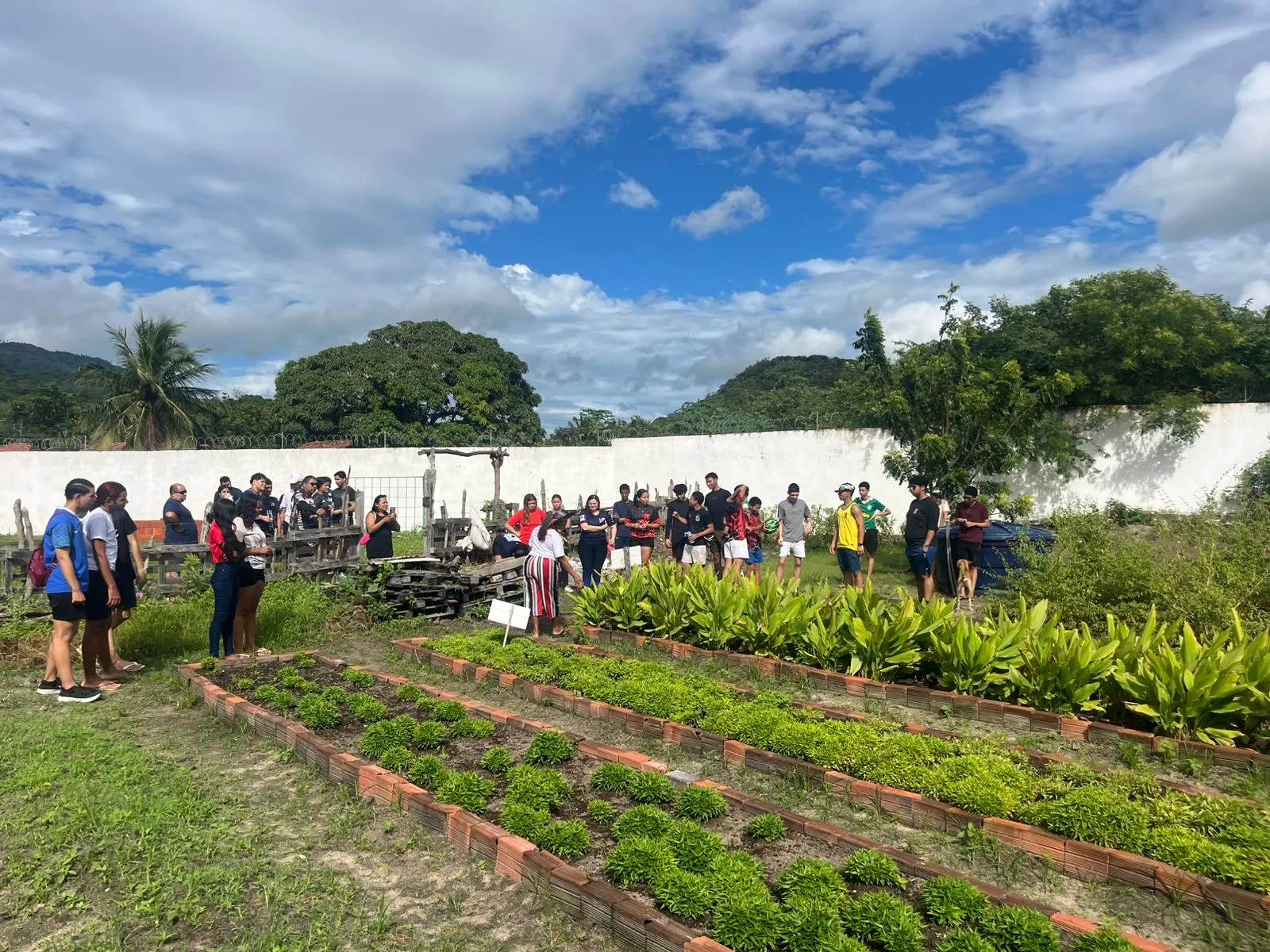 Diversidade de plantas medicinais foram semeadas por comunidades Tapeba, Tremembé, Pitaguary, Tabajara e Kalabaça.