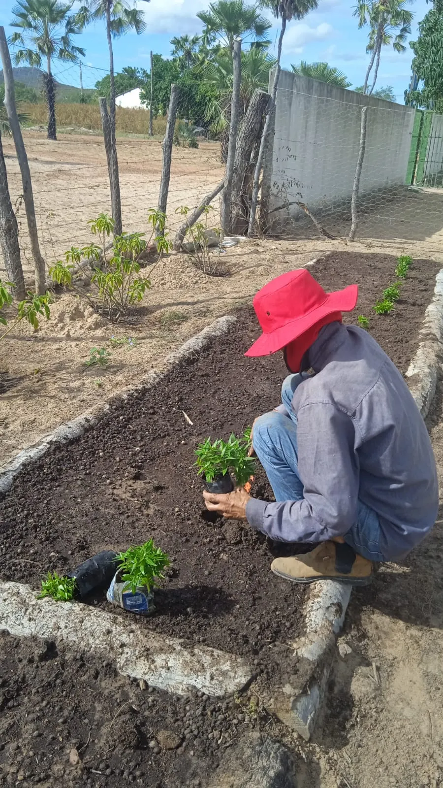 Iniciativa busca dar visibilidade para maior uso de plantas medicinais fruto de saberes ancestrais.