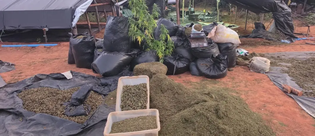 Imagem da notícia O que diz a lei sobre a destruição de drogas apreendidas no Brasil