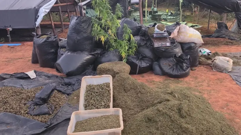 O que diz a lei sobre a destruição de drogas apreendidas no Brasil - Segurança - Diário do Nordeste