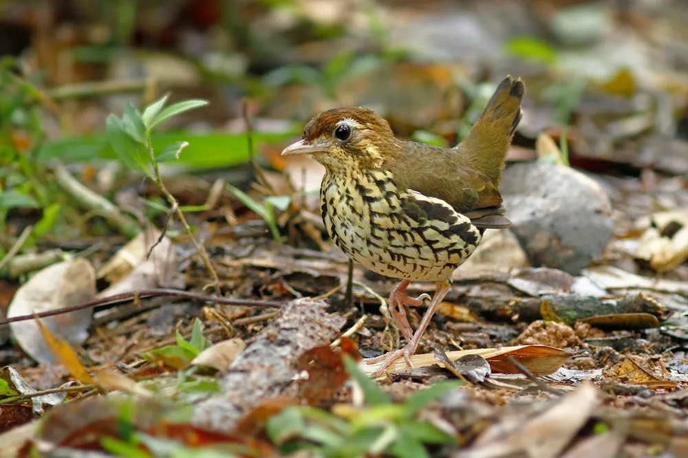 Tovaca-de-baturité é cursorial – ou seja, mais que voar, a espécie caminha sobre o solo da floresta.