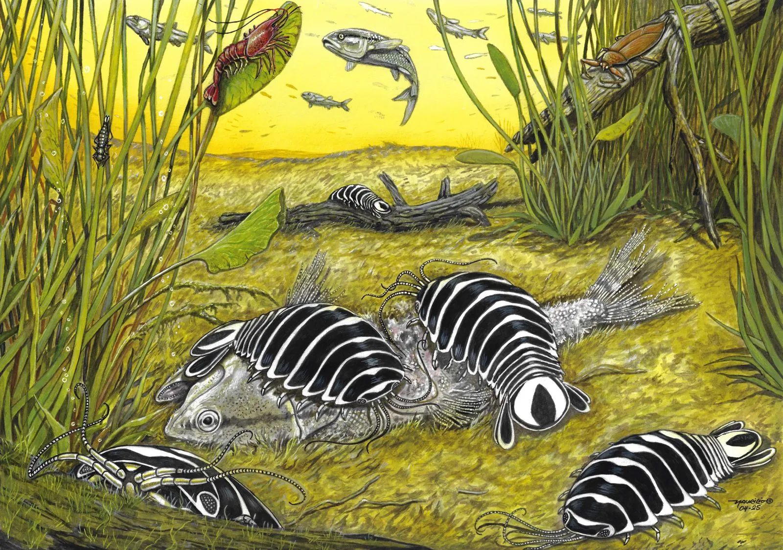 Representação de crustáceos Cicero spectabilis se alimentando de um peixe morto no fundo de um lago em ilustração paleoartística de Maurílio Oliveira.