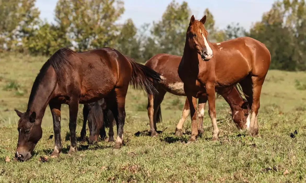 Equinos podem ser infectados com a doença e desenvolver problemas neurológicos.
