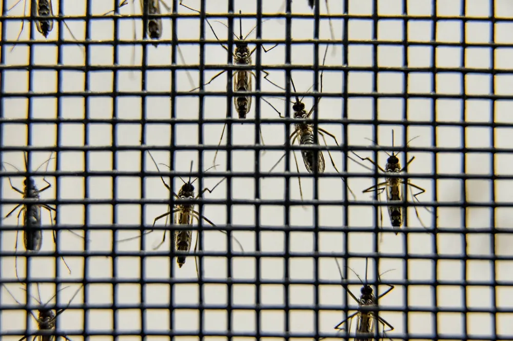 Fêmeas do mosquito não põem ovos em rios ou lagoas, nem mesmo em piscinas.