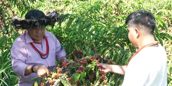 Povos originários contam durante a reportagem especial o que o café representa para eles .