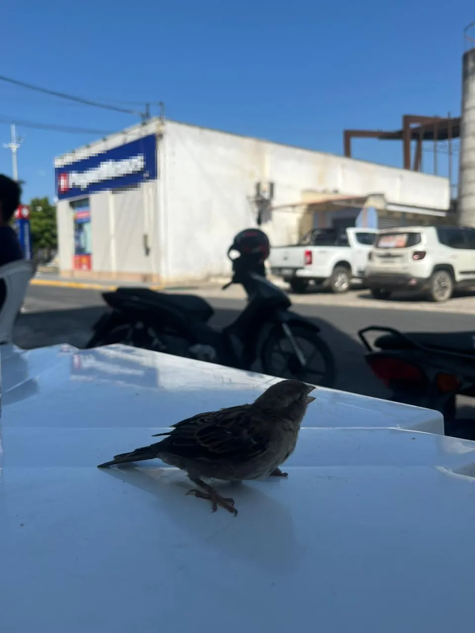 Passarinho reagiu após a massagem cardíaca feita por Kennyd e, depois, alçou voo.
