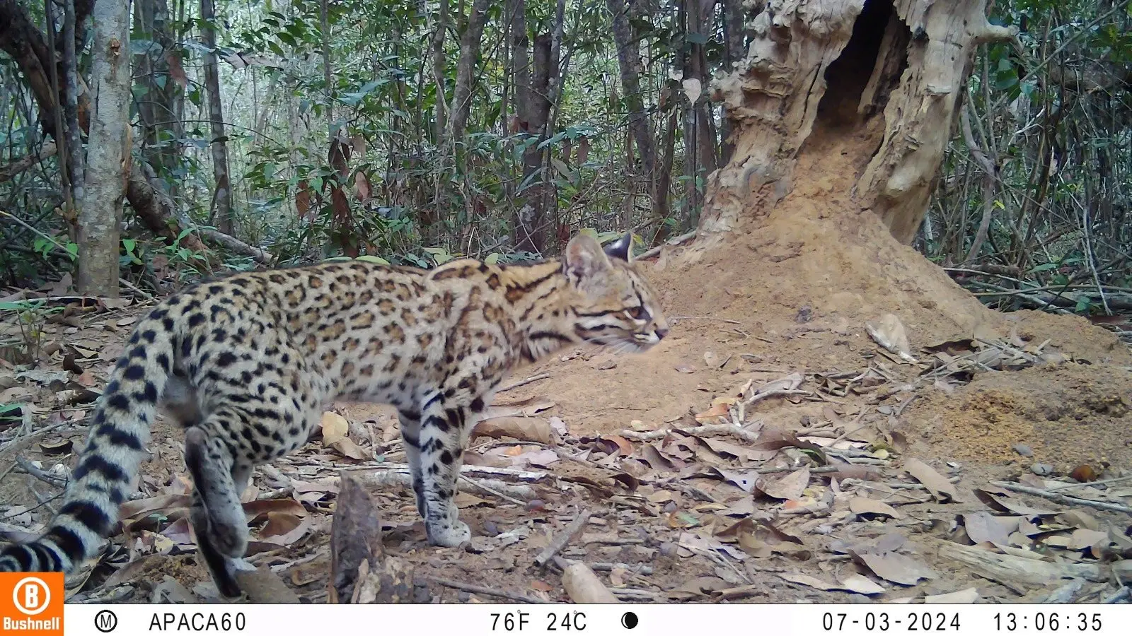 Gato-do-mato de pequeno porte com pelagem pintada e cauda anelada caminha pelo chão de uma floresta, capturado por câmera trap perto de uma árvore oca.