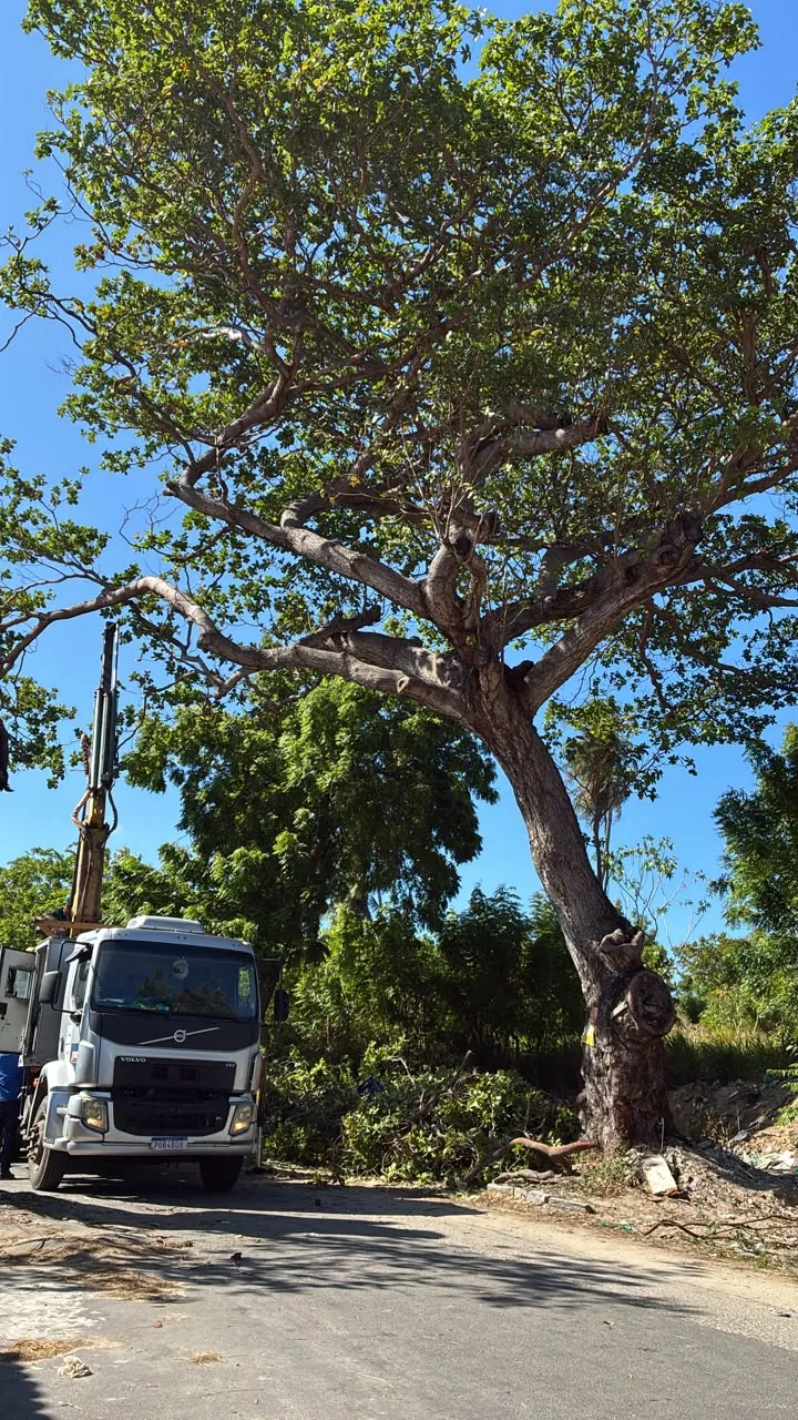 Família teme por queda de outra árvore no entorno do local.
