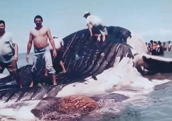 Encalhe de baleia virou ponto turístico em 1997.