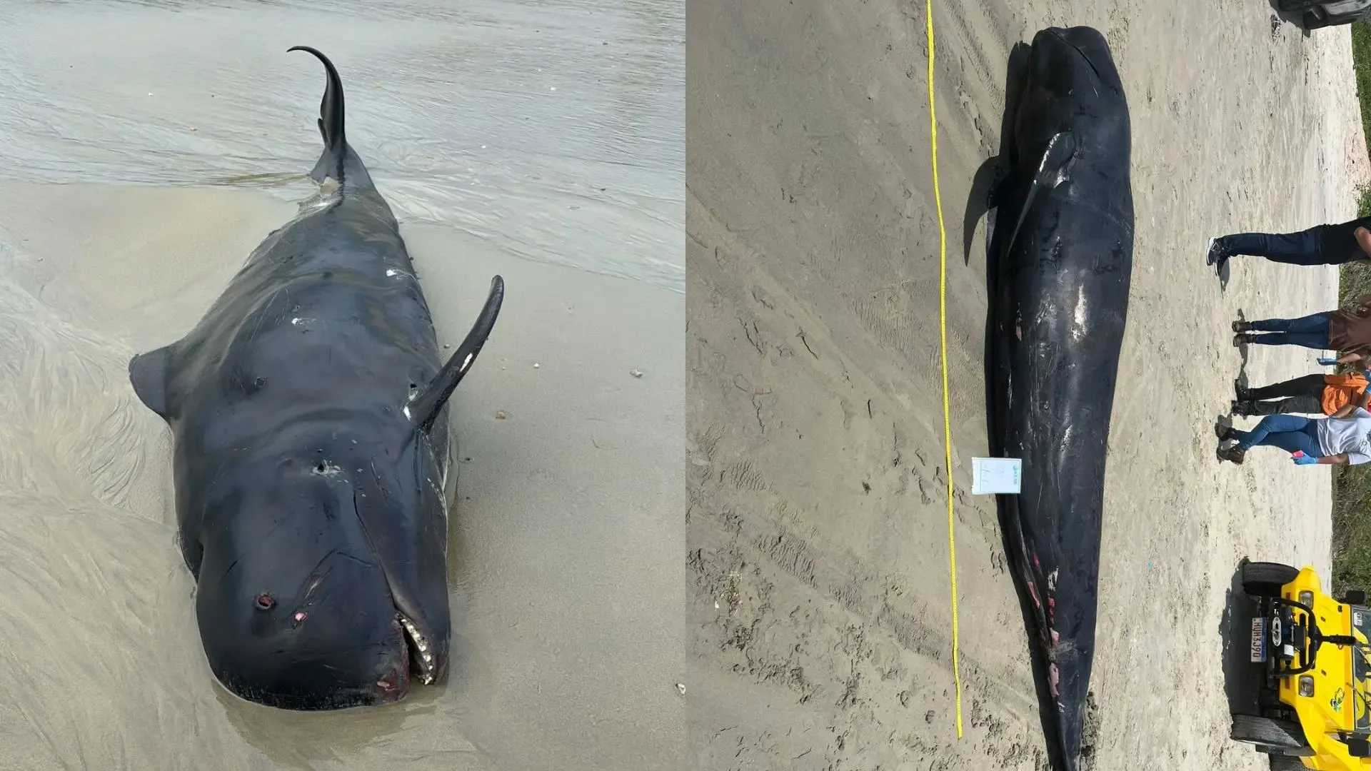 Baleia encontrada em abril na cidade litorânea de Fortim.