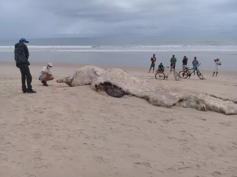 Carcaça da baleia enterrada no Ceará que foi doada ao Museu Nacional do Rio de Janeiro.