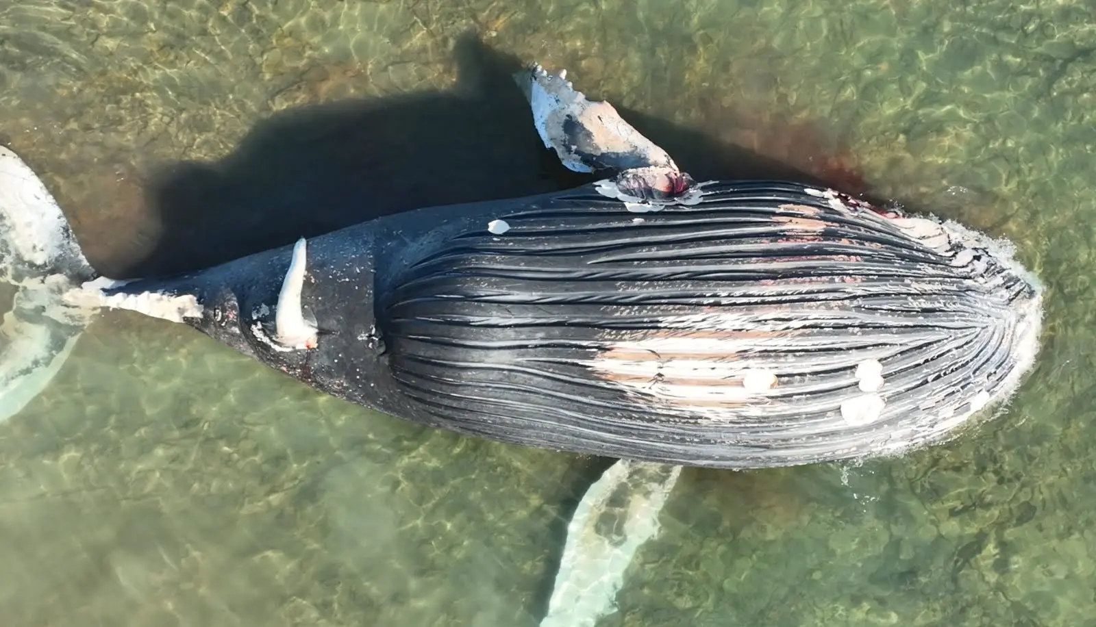 Imagem da notícia Baleia-jubarte morta segue encalhada no Ceará; retirada exige cuidados ambientais
