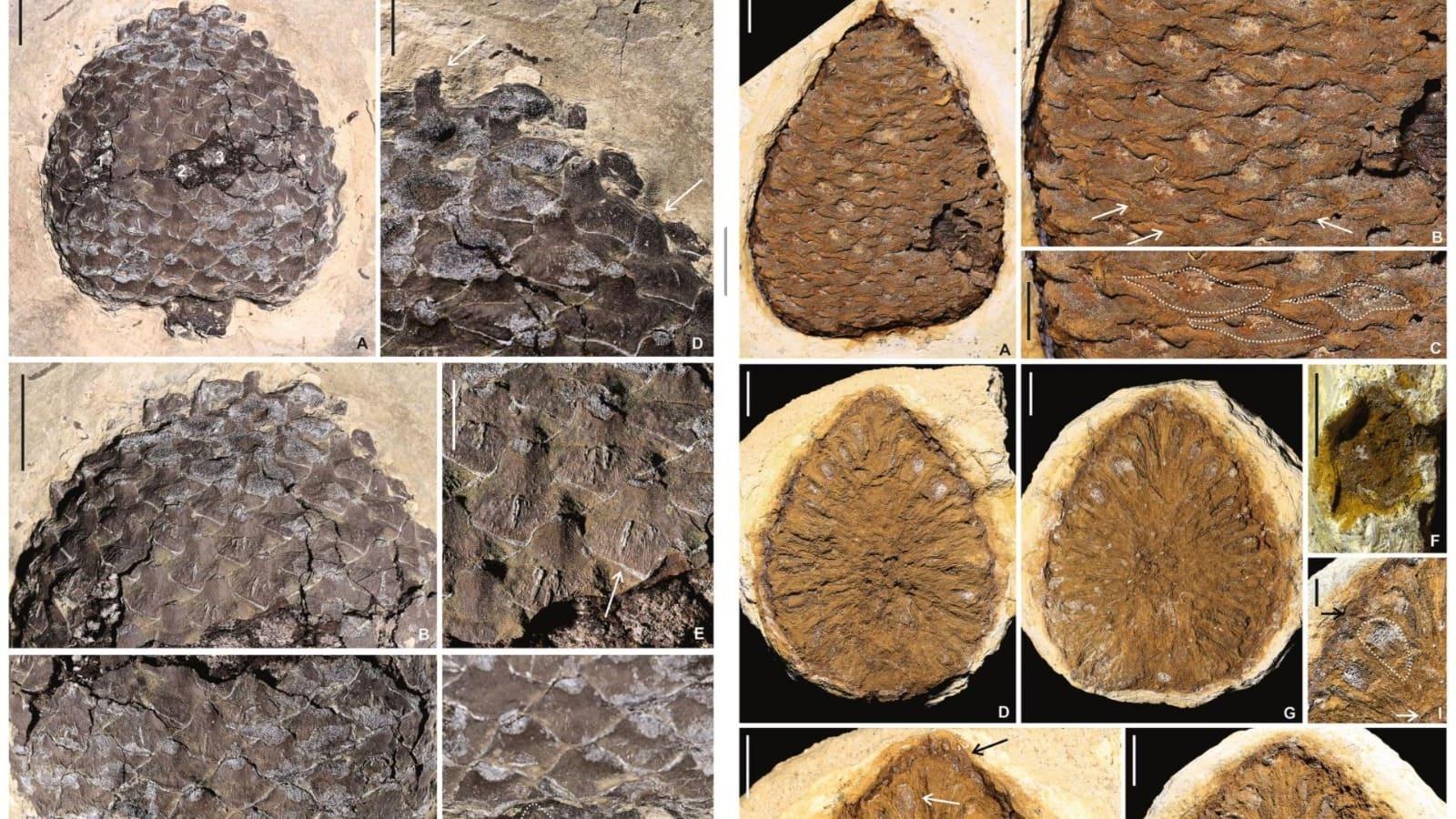 Fóssil está presente na coleção do Museu de Paleontologia Plácido Cidade Nuvens (MPPCN), em Santana do Cariri.