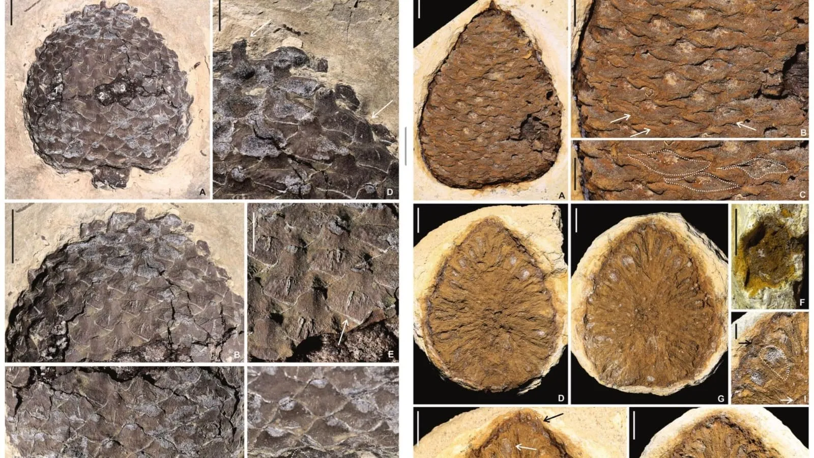 Fóssil está presente na coleção do Museu de Paleontologia Plácido Cidade Nuvens (MPPCN), em Santana do Cariri.
