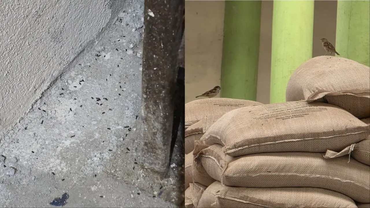 Imagem da notícia Distribuidora de alimentos em Caucaia é fechada após fiscais encontrarem fezes de aves e roedores