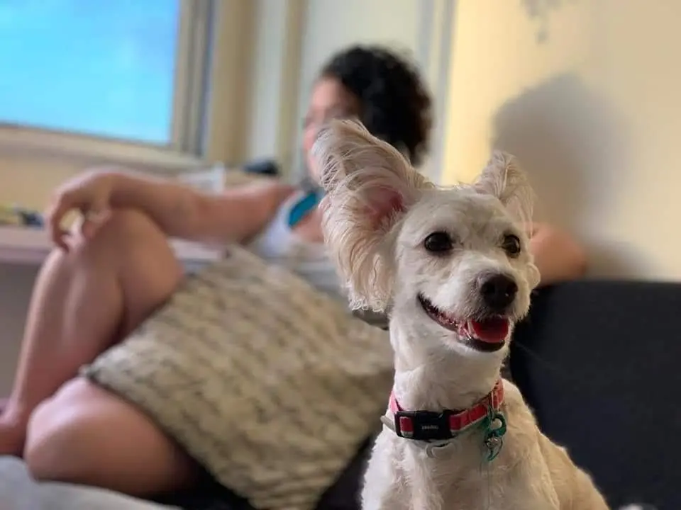 Na imagem, cachorro de pequeno porte e pelagem branca aparece em primeiro plano sobre um sofá, usando coleira vermelha. O animal está voltado para a câmera, com as orelhas erguidas e a boca entreaberta. Ao fundo, desfocada, uma pessoa está sentada no sofá próximo a uma janela iluminada pela luz natural. O ambiente é interno e aconchegante, com almofadas apoiadas no sofá e paredes em tons claros.